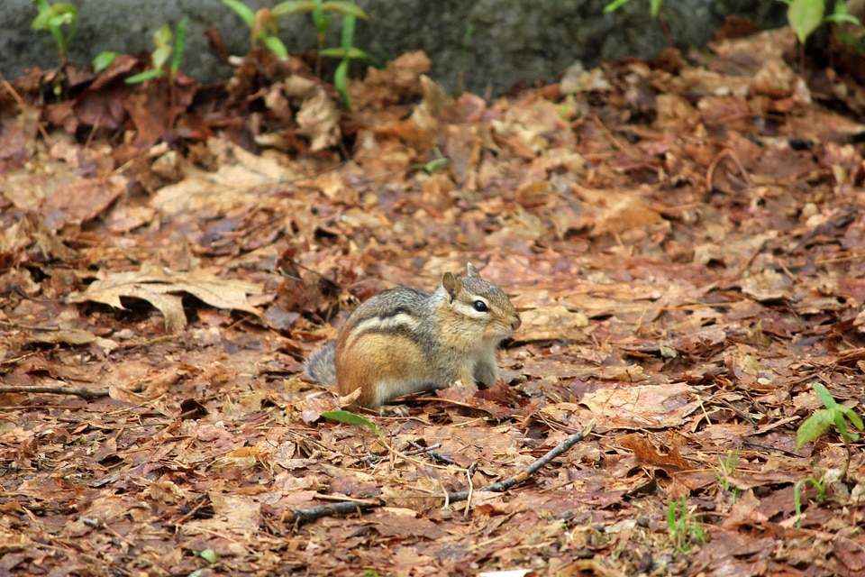 Small Chipmunk at Rib Mountain State Park, Wisconsin