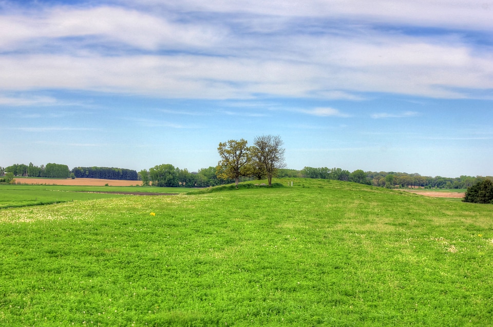 Trees in the landscape in Southern Wisconsin