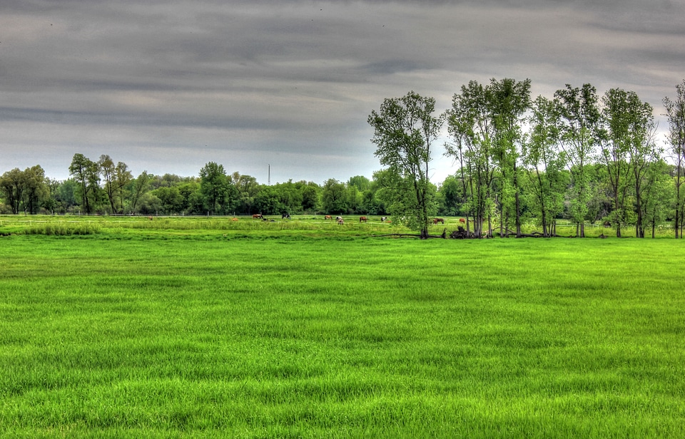Landscape and livestock in the distance in Southern Wisconsin