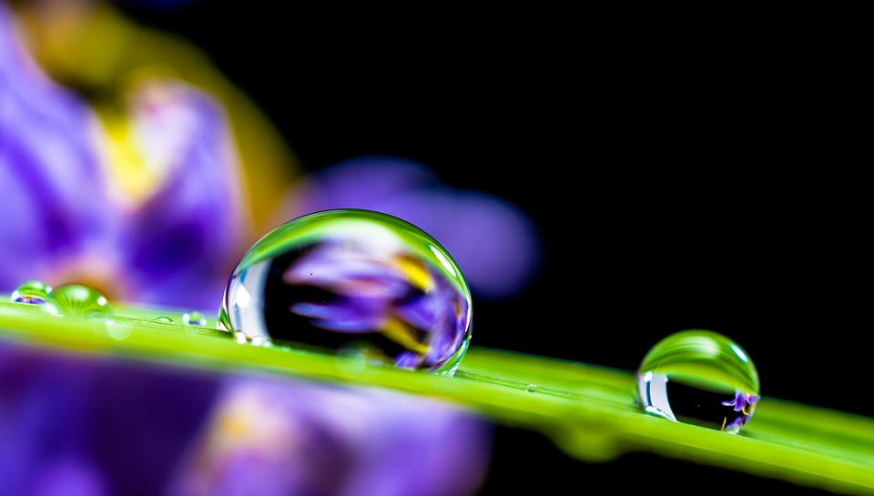 Water Droplet on Leaf photo