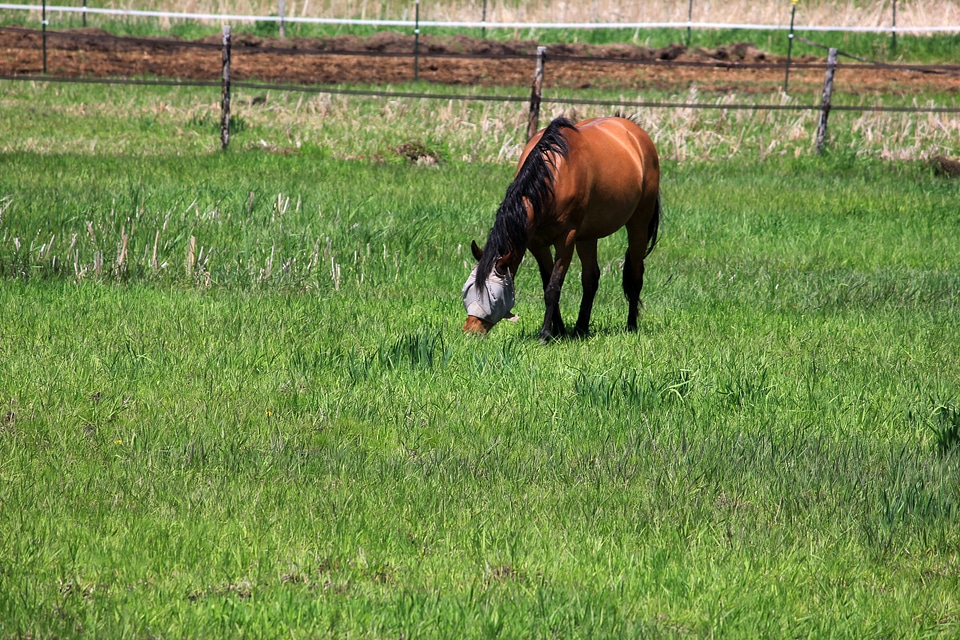 Brown horse with face mask on the Military Ridge State Trail