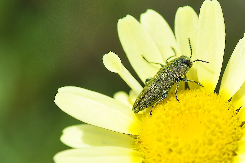 Jewel Beetle - Anthaxia hungarica