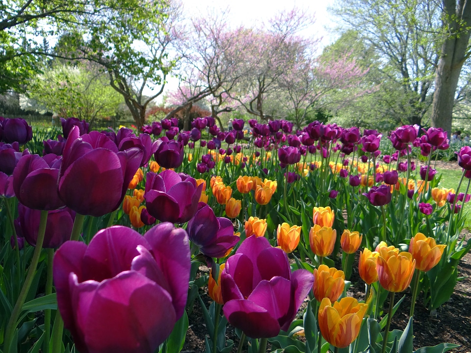 Tulips bloom in Foster Park in Indiana