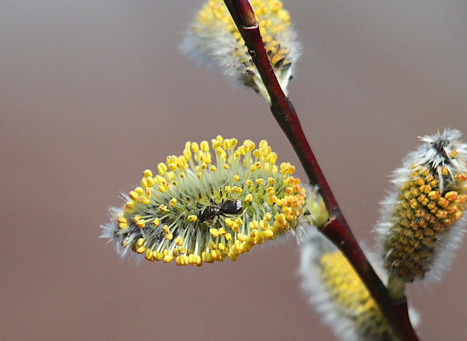 Spring Willow in Bloom