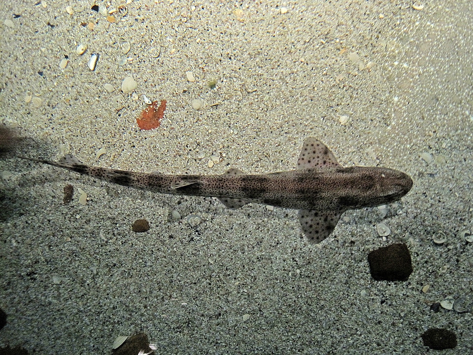 Small-spotted Catshark - Scyliorhinus canicula
