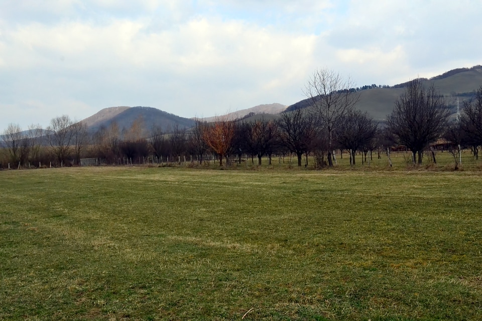 Trees, grass, and hill landscape