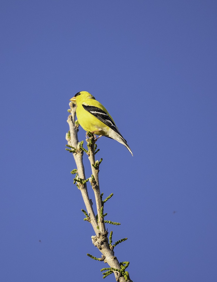 Yellow Finch on branch
