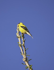 Yellow Finch on branch