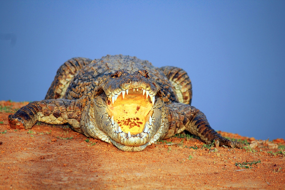 Alligator with open mouth