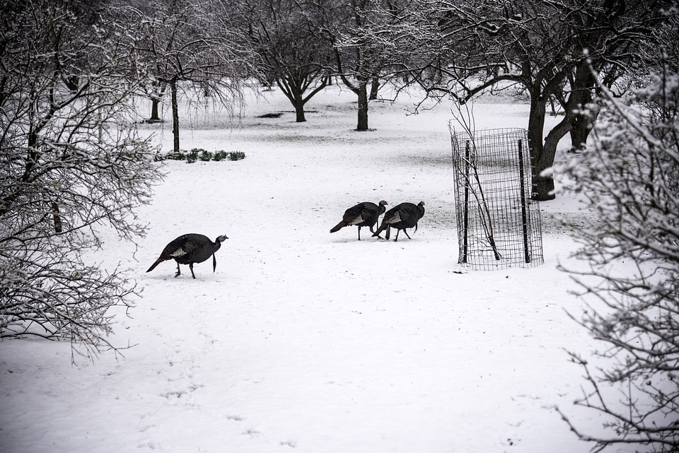 Groups of Turkeys in the snow