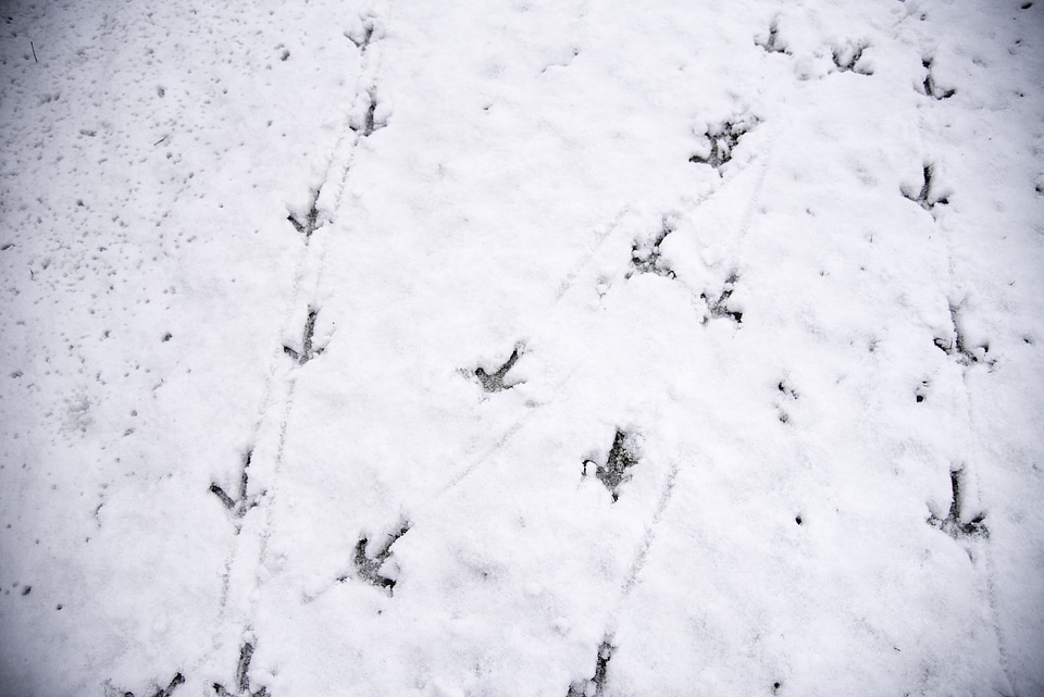 Turkey Tracks in the Snow