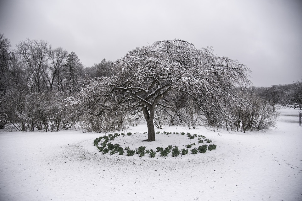 Frozen Trees in the winter with circle of plants