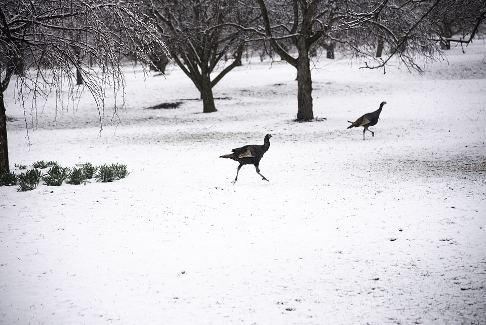 Groups of Turkeys in the snow
