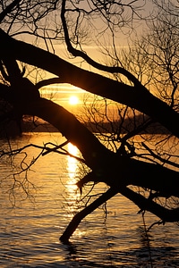 Sunset through the tree branches photo