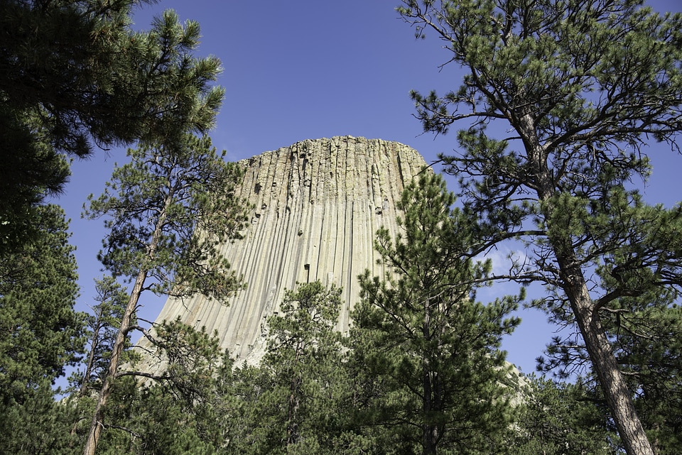 Devil's Tower obscured by trees