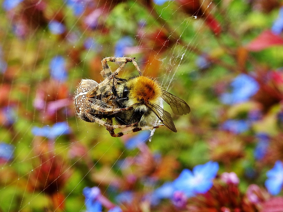 Spider Eating a Bee