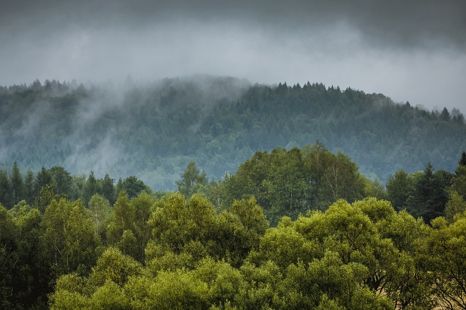 Forest tree foliage
