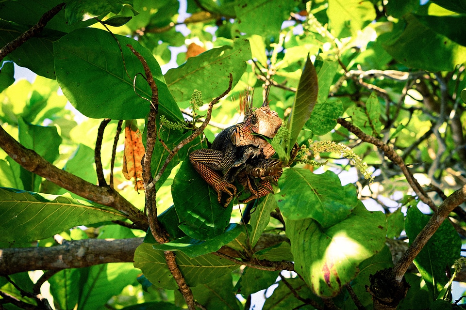Lizard in forest tree in Costa Rica
