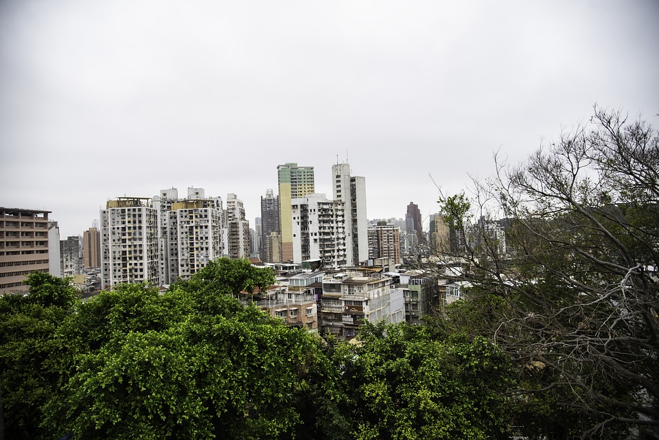 Towers above the trees