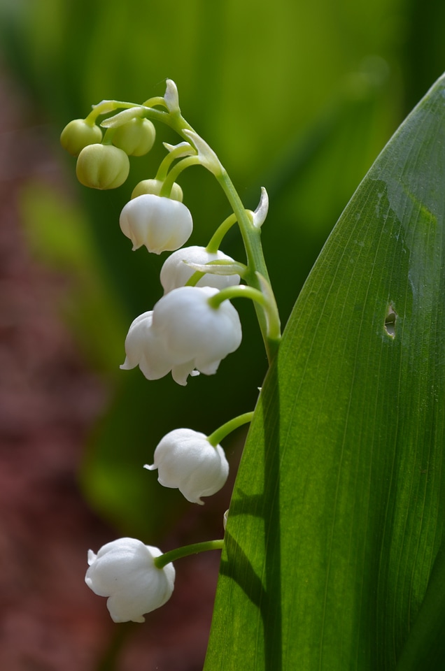 May flower white green