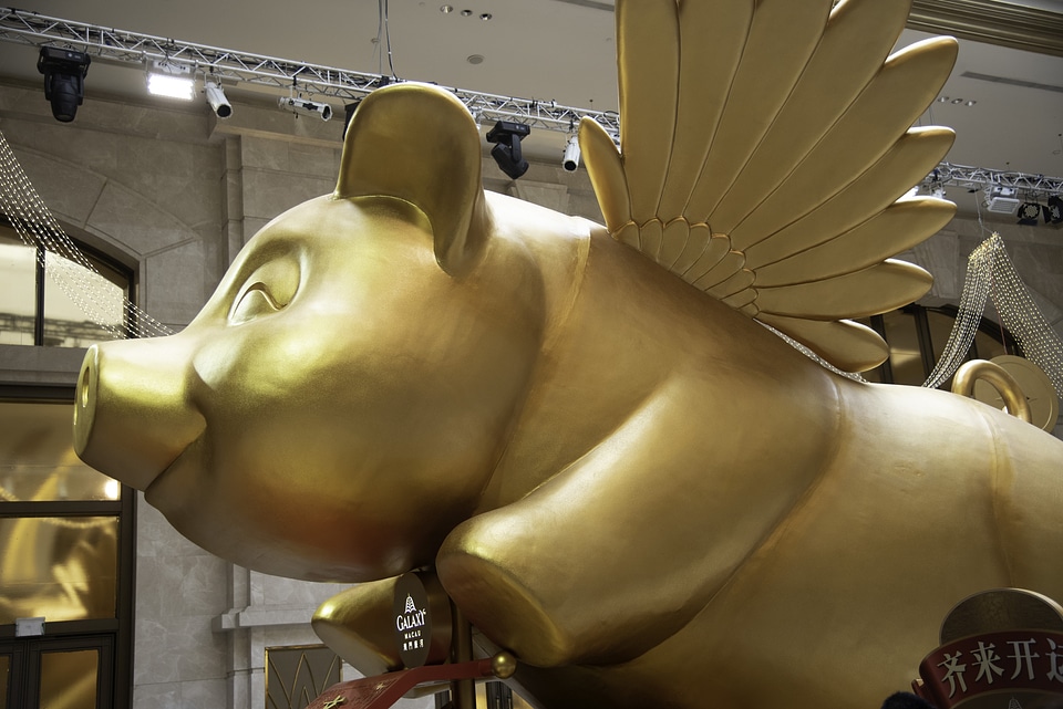 Close up of Golden Pig