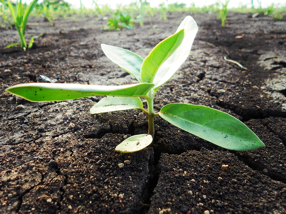 Green plant agriculture