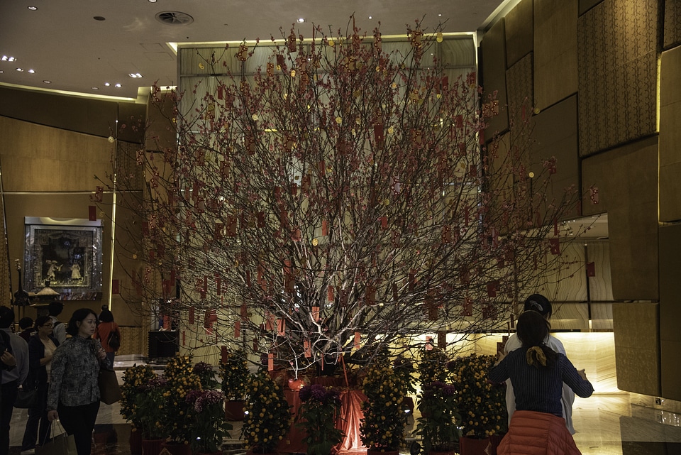 Tree with Hong Baos