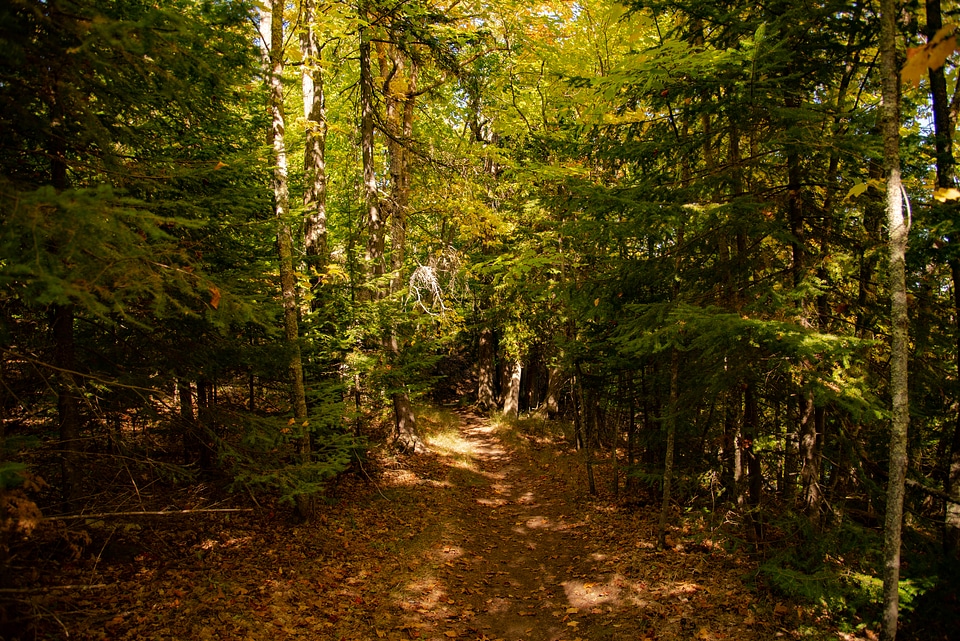 Darkened Forest Path