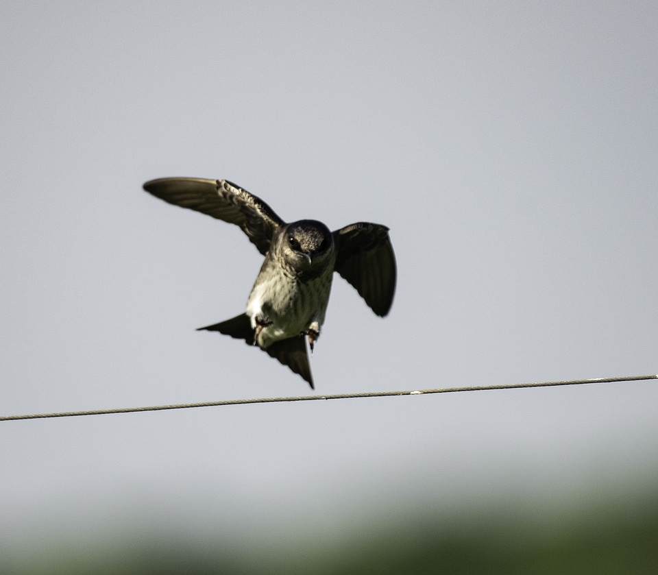 Female Purple Martin landing