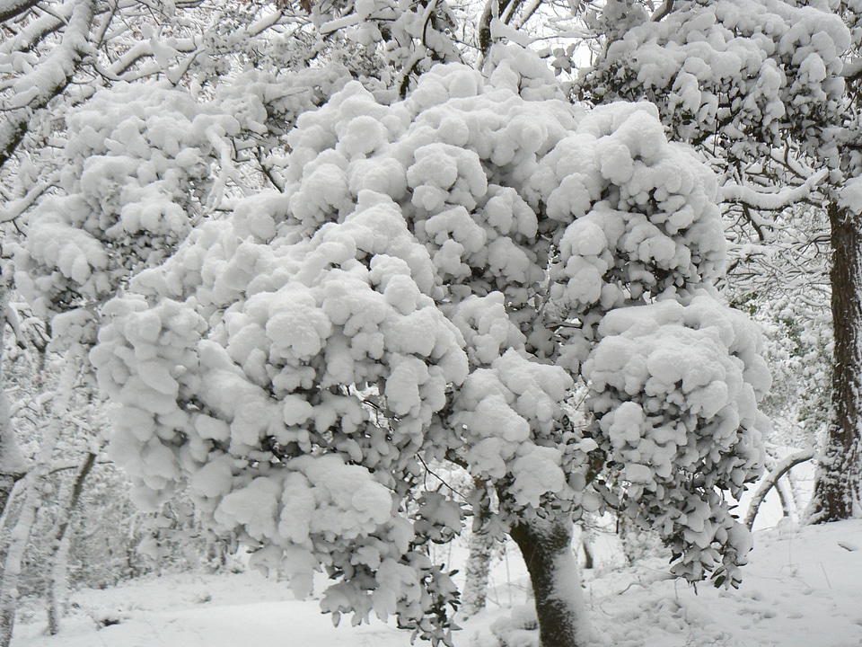 Snow winter white