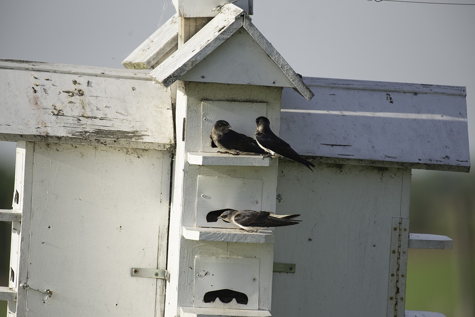Two Birds on the Birdhouse