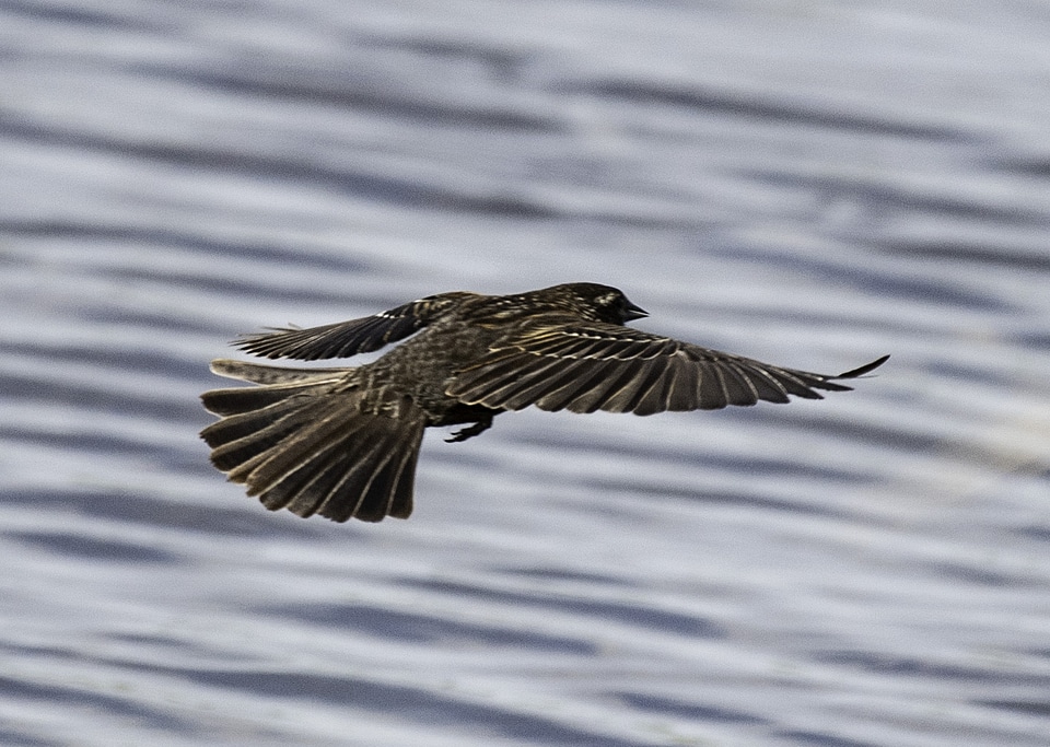 Female Red-Winged Blackbird in flight -- Agelaius phoeniceus