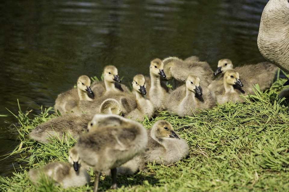 Group of Goslings in the sun