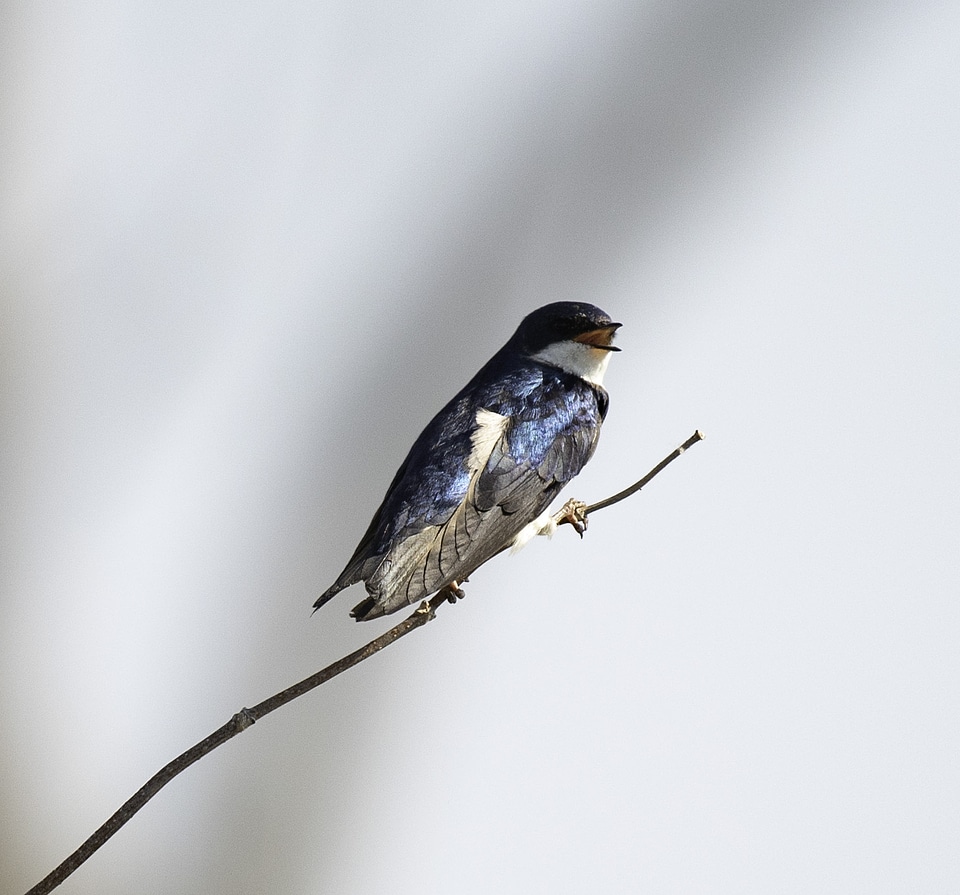 Tree Swallow standing on branch -- Tachycineta bicolor