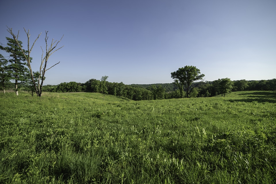 Grassland and meadow landscape photo