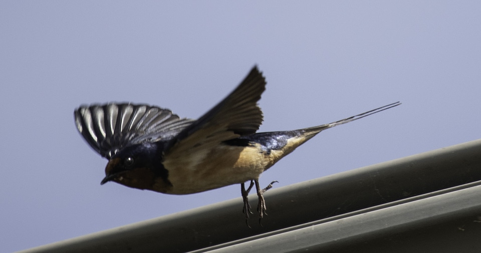 Barn Swallow taking off - Hirundo rustica photo
