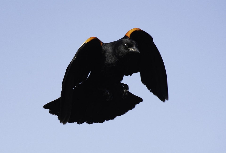 Flying Red-Wing Blackbird photo