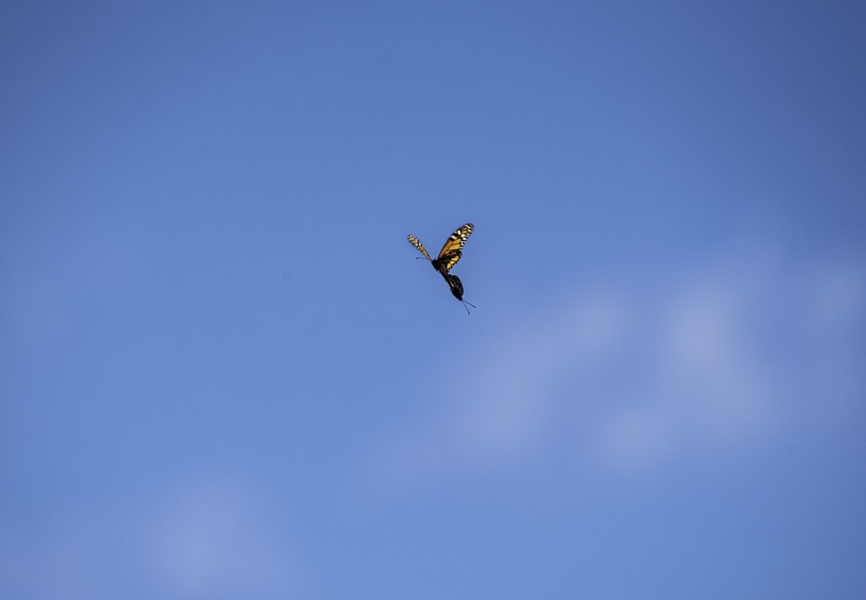Two mating butterflies in the air