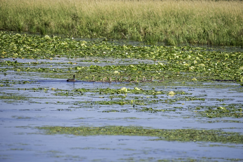 Goose and Goslings crossing the pond