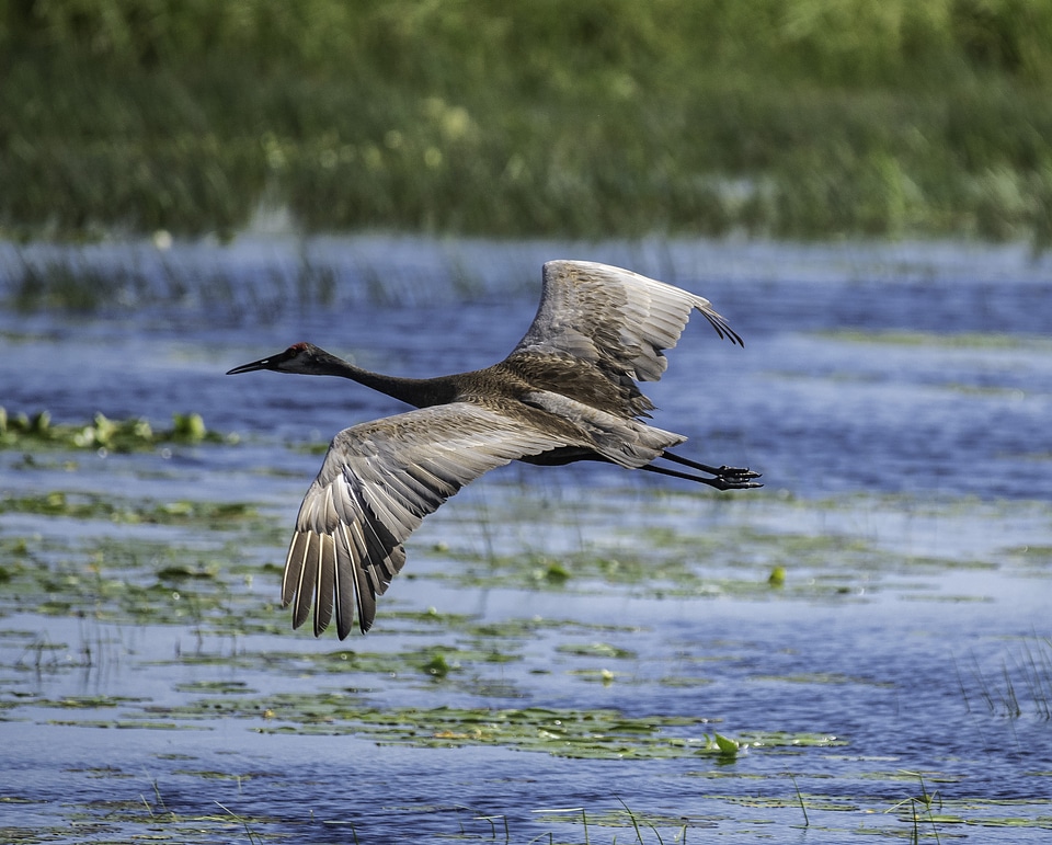 Crane flying over the Swamp