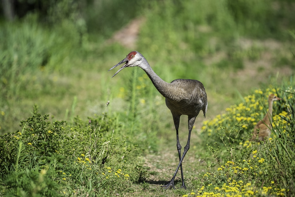 Crane with Chick in back at George Meade Wildlife Refuge