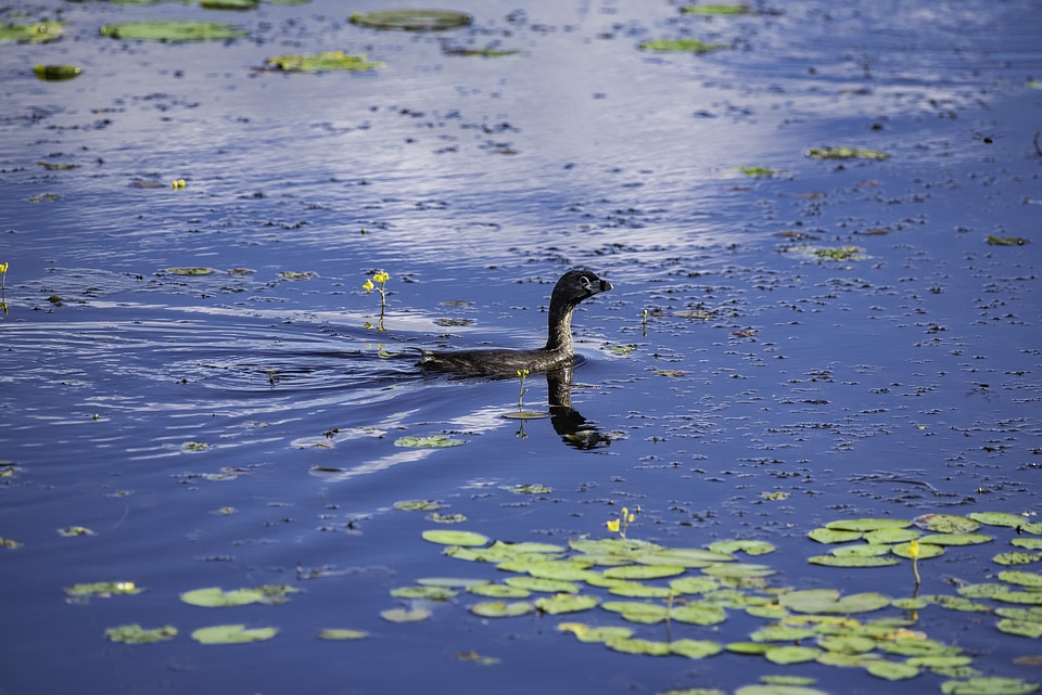 Young Loon swimming in the Marsh