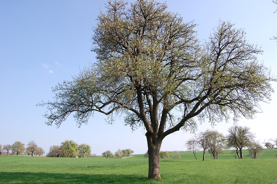 Nature trees landscape