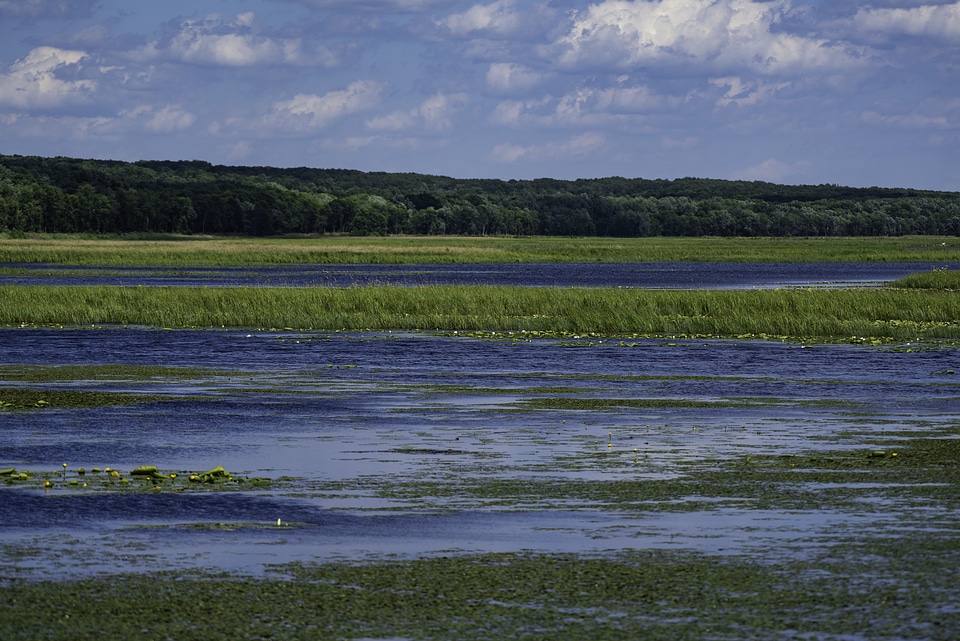 Lake, Swamp, and Wetlands landscape