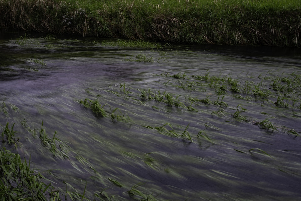 Flowing water around the aquatic plants