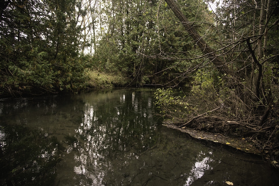 River with trees on the two shores landscape