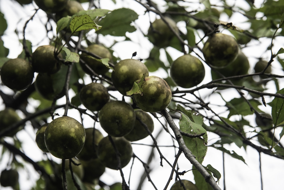 Apples on the tree