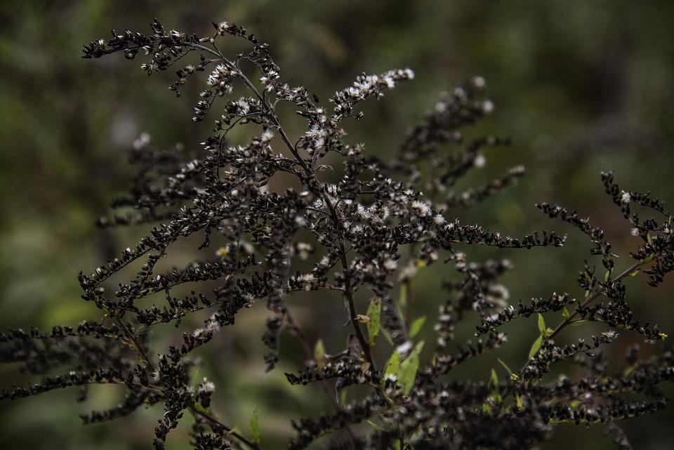 Plants and nature