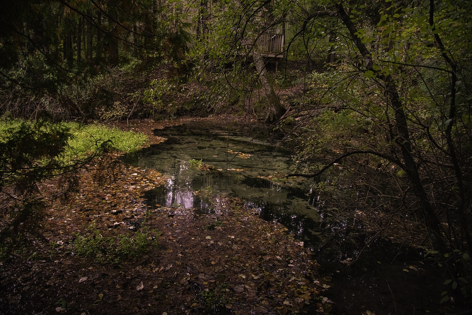 Fall springs landscape with leaves