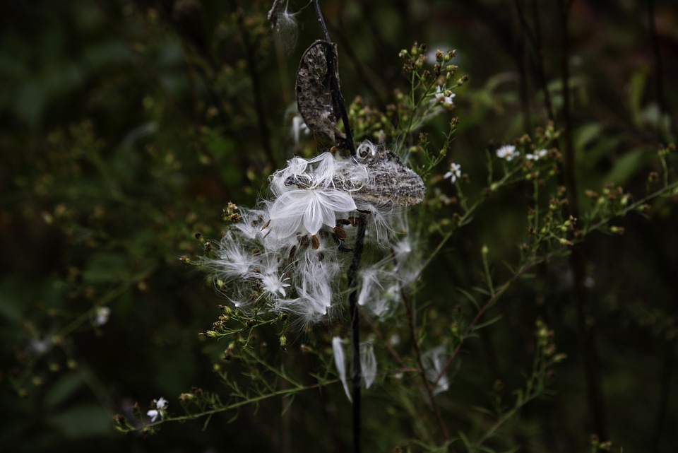 White Plant seeds in the fall